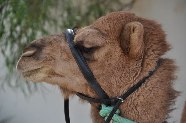 _12_24_djerba_0258.jpg